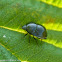 Ebony bug