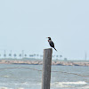 Double-crested Cormorants