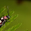 Chrysomelid beetle