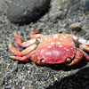purple shore crab