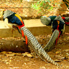 Lady Amherst's Pheasant (Male)