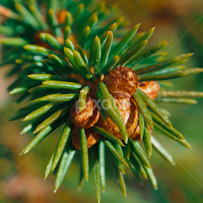 tree, by Ólafur Ingi Ólafsson - Nature Up Close Trees & Bushes