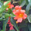 Orange Horn Flower