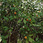 Kumquat Tree