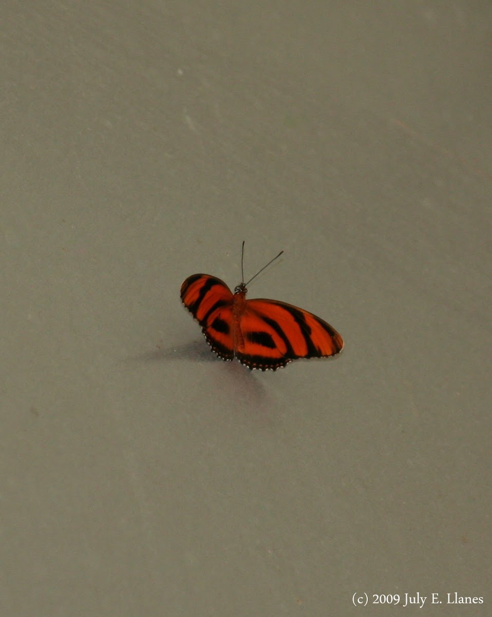 Banded Orange Heliconian