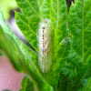 Hoverfly larvae