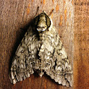 Waved sphinx moth