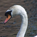 Mute Swan