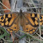 Common Brown Butterfly