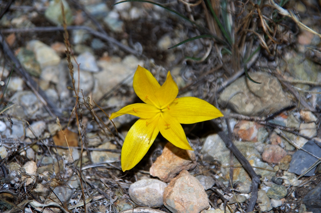 Fall daffodil