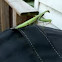 Praying Mantis