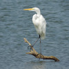 Great Egret