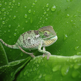 Chameleon by Piet  Grobler - Animals Reptiles