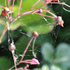 Small Orb Weaver Web