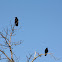 Common Crows