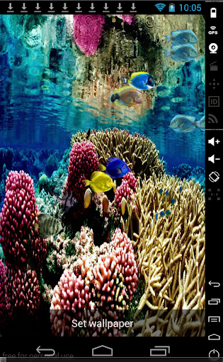 Coral Reef Wallpaper