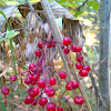 False Solomon's Seal