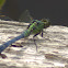 Eastern pondhawk