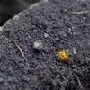 yellow asian lady bug