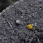 yellow asian lady bug