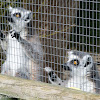 Ring-tailed Lemur