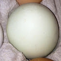Green Chicken Egg