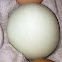 Green Chicken Egg