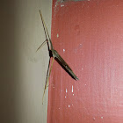 Tipulidae Stick Insect