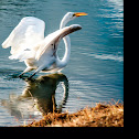 Great or "American" Egret