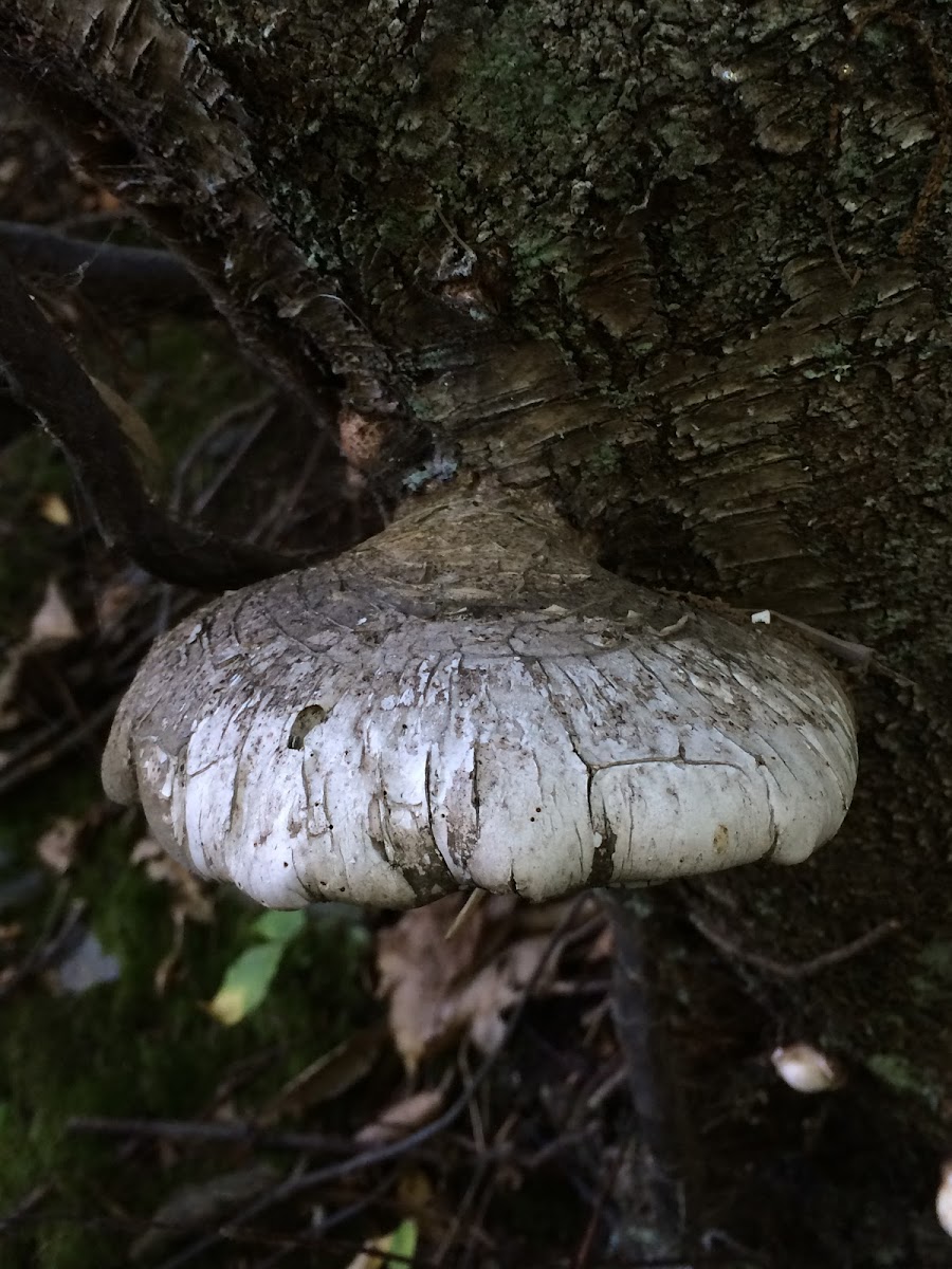 old fungus