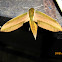 Yam hawk moth