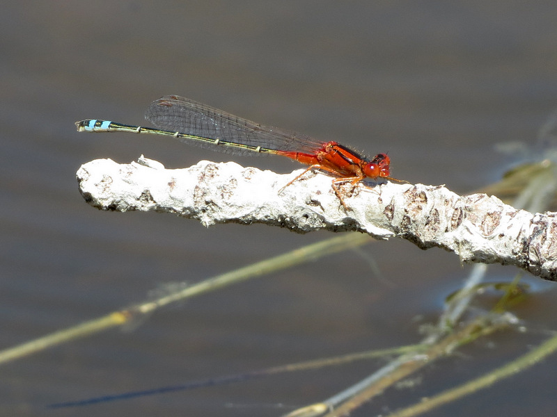 Red and Blue Damselfly
