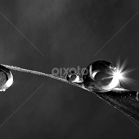 on top one by Sengkiu Pasaribu - Black & White Macro