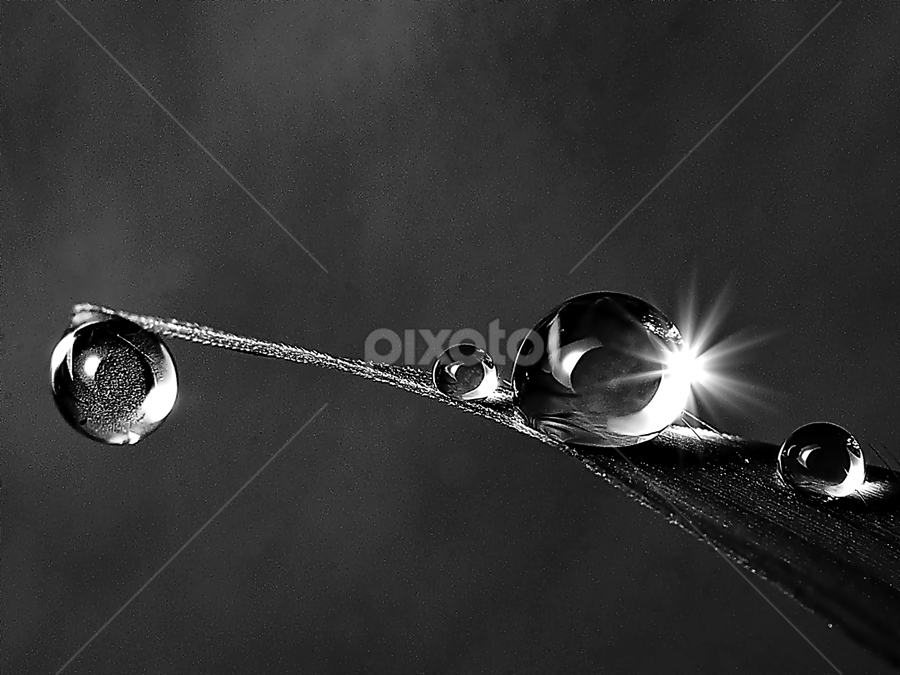 on top one by Sengkiu Pasaribu - Black & White Macro