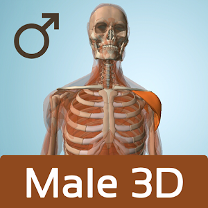 Male Anatomy 3D - Anatronica logo