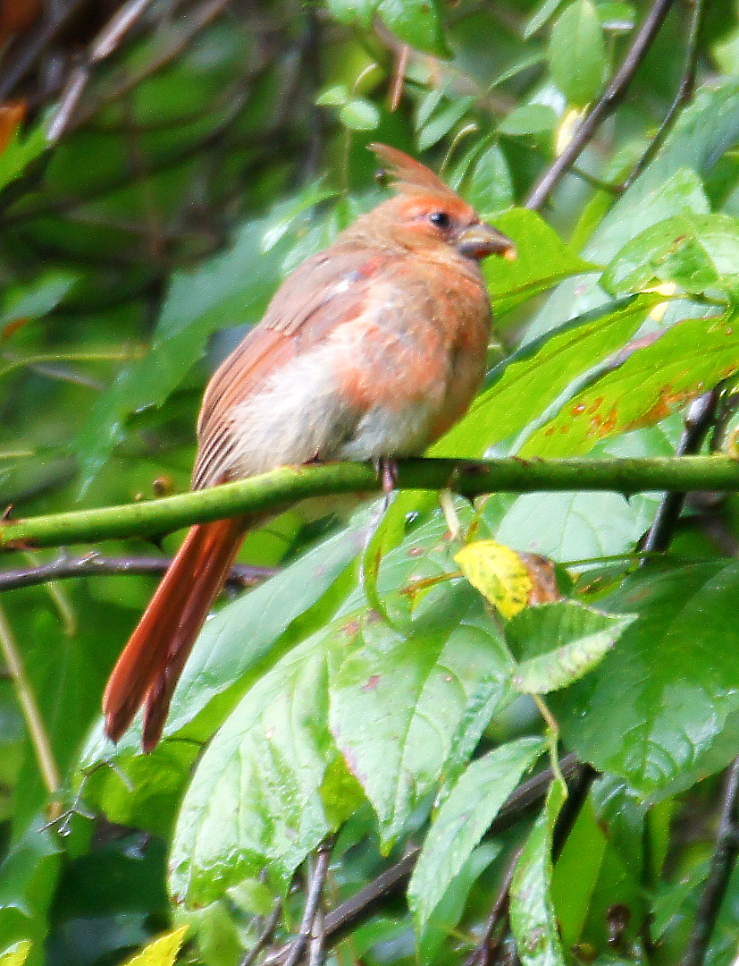 Juvenile Male Northern Cardinal