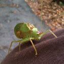 Katydid