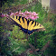 Eastern Tiger Swallowtail