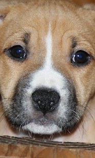 How to install American Staffordshire Terrier lastet apk for bluestacks