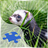 Ferrets Jigsaw Puzzles