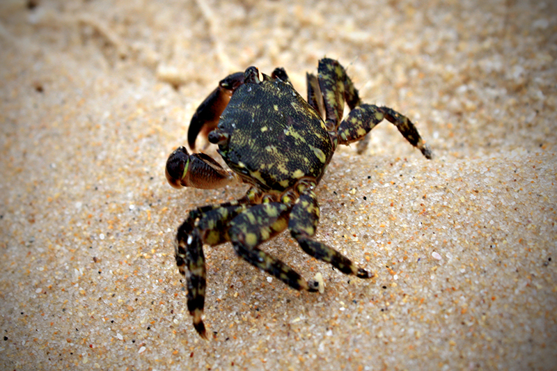 Marbled Rock Crab