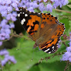 Painted Lady