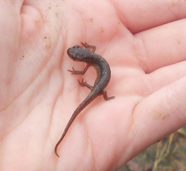 Red Eft