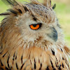 Siberian Eagle Owl