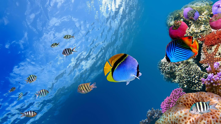 Ocean Fish Live Wallpaper On Google Play Reviews Stats