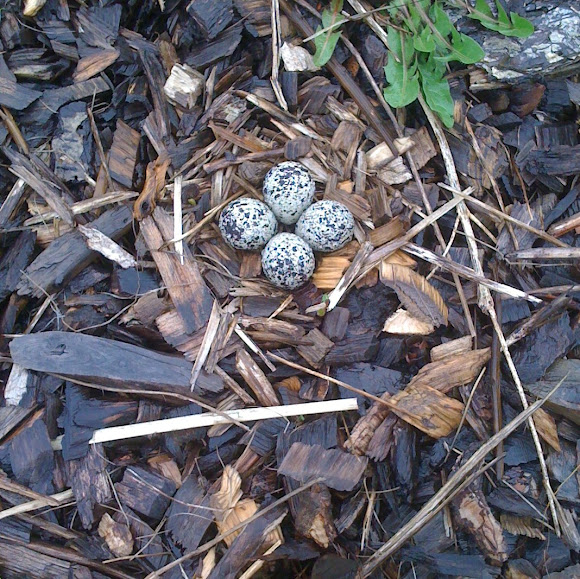 Killdeer eggs Project Noah