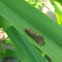 Caddisfly / Tular