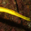 Chinese Trumpetfish - Golden variation