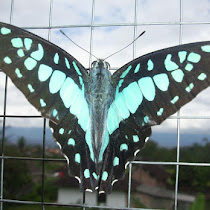 SDN Mojorejo 1 Butterflies of East Java