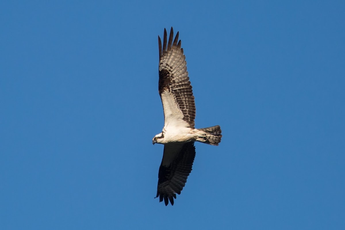 Osprey